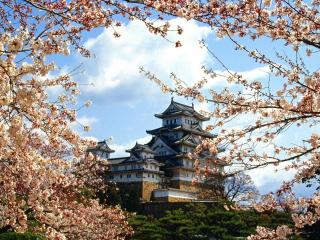 обои Замок Химэдзи на фоне цветущей сакуры фото