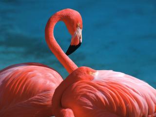обои Розовый фламинго чистит перья фото