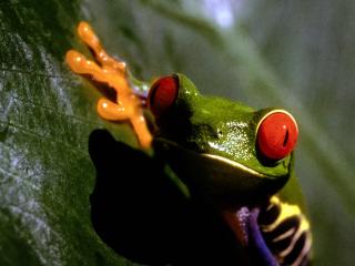обои Зеленая лягушка с красными глазами фото