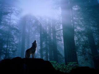 обои Силуэт волка в ночном лесу фото