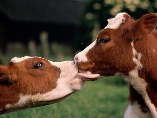обои Две коровы целуются фото