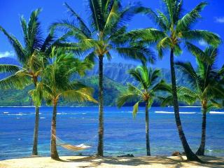 обои Море,   пальмы,   солнце фото