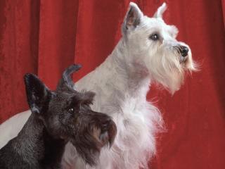 обои Черная и белая собаки на красном фоне фото