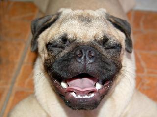 обои для рабочего стола: Веселая улыбка пса