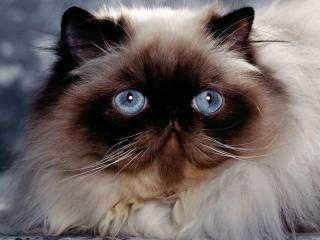 обои Пушистый сиамский кот с синими глазами фото