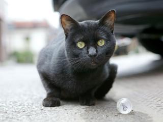 обои Черная кошка с зелеными глазами фото