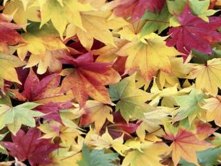 обои Ковер из листьев разноцветный фото