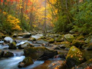 обои Ручей среди осеннего леса фото