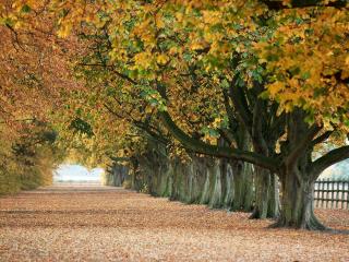 обои Осенние деревья вдоль дороги фото