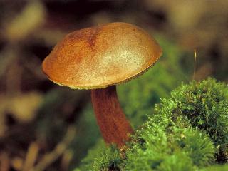 обои Рыжий гриб  и мох крупным планом фото