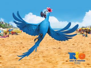 обои Jewel in Rio Movie птица фото
