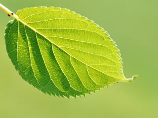 обои Зеленый листок дерева фото