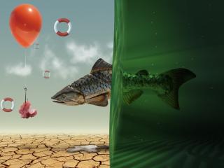 обои Рыба,   вода,   засуха,   воздушный шар,   крючок фото