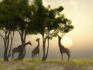 обои Жирафы среди деревьев фото