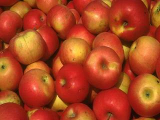 обои Урожай красных яблок фото