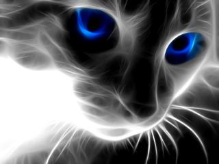 обои Кот с голубыми глазами фото