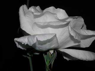 обои Белая роза в темноте фото
