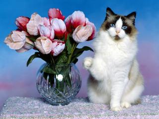 обои Кот и тюльпаны фото