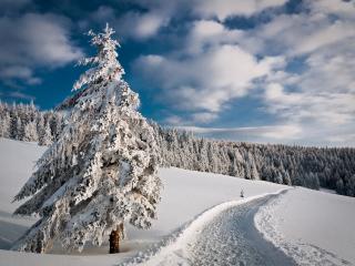 обои Зима в еловом лесу фото