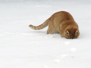 обои Рыжий кот ищет в снегу пищу фото