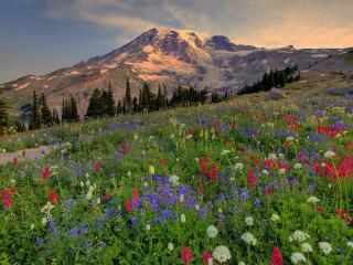 обои Горы и цветущая полянка фото