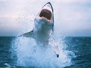 обои Белая акула и пасть фото