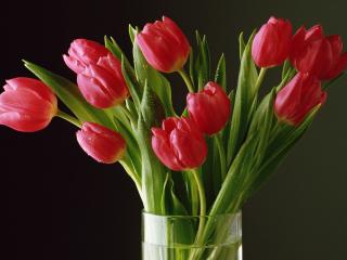 обои для рабочего стола: Букет красных тюльпанов в стакане