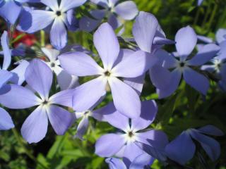обои Сиренево-синие цветки фото