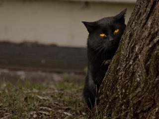 обои Черный кот за деревом фото