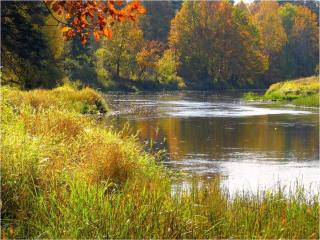 обои Осенний пруд и деревья фото