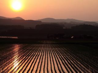 обои Закат над рисовой плантацией фото