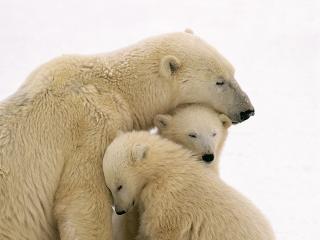 обои Семейство белых медведей на севере фото