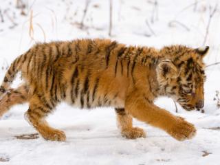обои Детёныш сибирского тигра фото