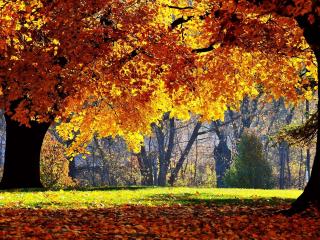 обои Золотая осень в парке фото