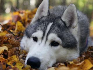 обои Грустная собака на осенних листьях фото