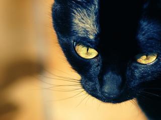 обои Чёрная кошка с большими желтыми глазами фото