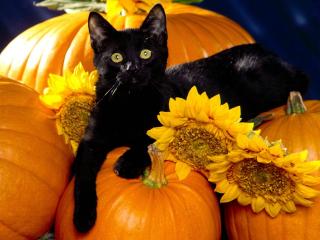 обои Чёрный кот с тыквами фото