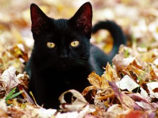 обои Чёрный кот на осенних листьях фото