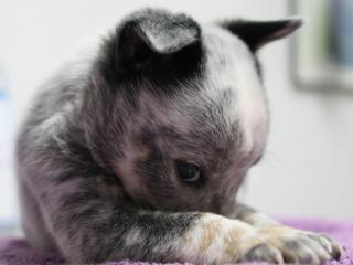 обои Застенчивый серый щенок фото