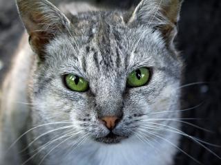 обои Серая кошка с зелёными глазами фото