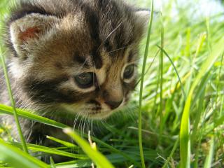 обои Маленький котёнок в траве фото