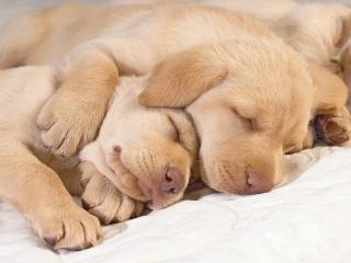 обои Спящие щенки лабрадора фото