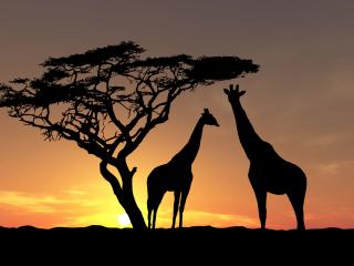 обои Жирафы на закате дня фото