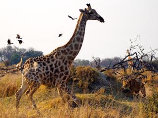 обои Бег жирафа фото