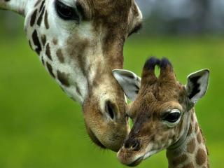 обои Жираф с детёнышем фото