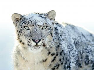 обои Леопард в снегу фото