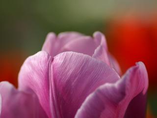 обои Лепестки розового цветка фото