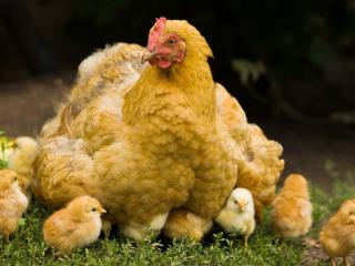 обои Наседка с цыплятами фото