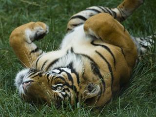 обои Тигр катается по траве фото