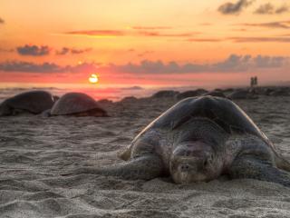 обои Черепаха на морском берегу фото